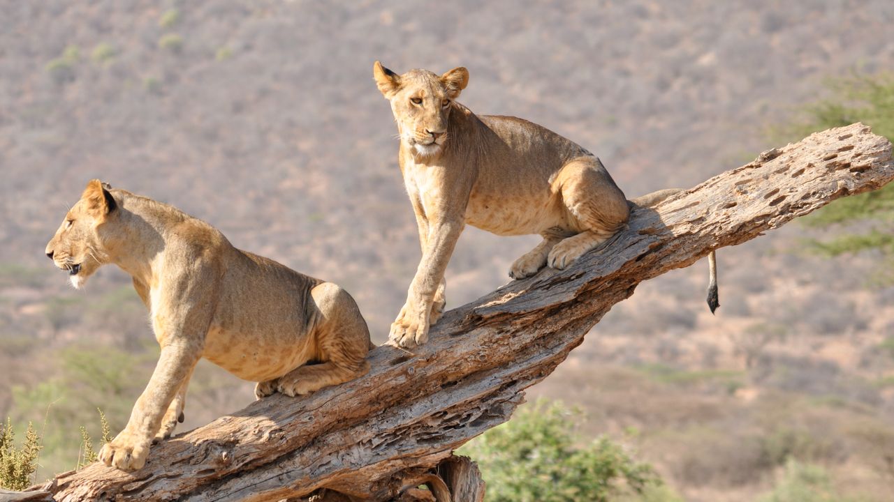 Kenia Wildlife Samburu leeuwen op stronk KS.jpg - Jambo Safari Club