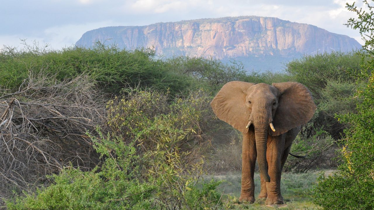 Kenia Wildlife Samburu olifant Mount Ololokwe KS.jpg - Jambo Safari Club