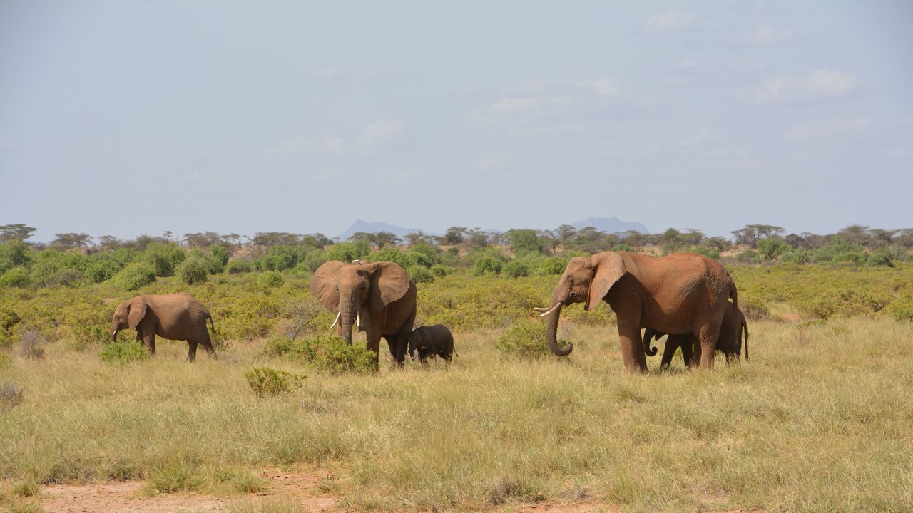 Kenia Wildlife Samburu olifanten 4.JPG - Jambo Safari Club