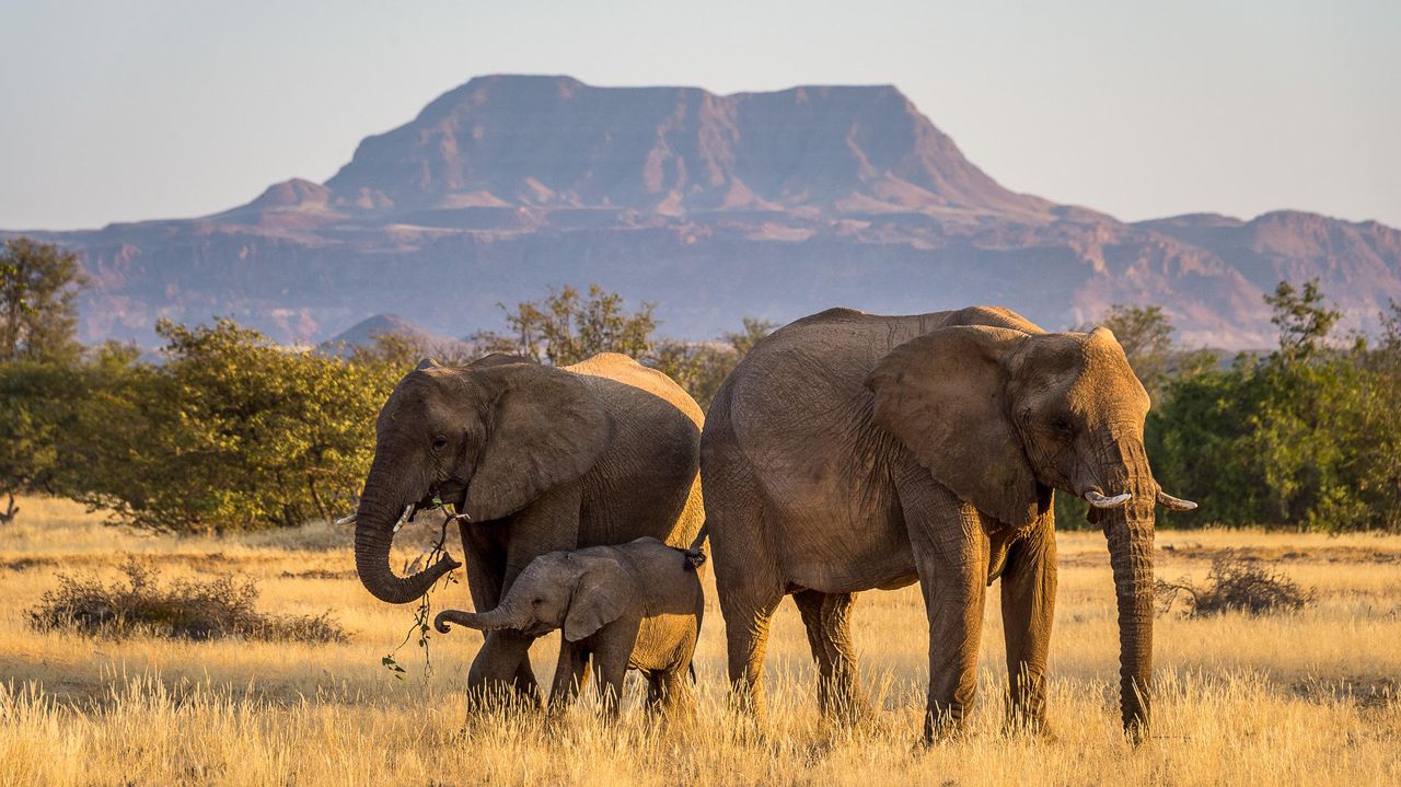 Namibie Wildlife Damaraland Olifanten met jong 1.jpg - Jambo Safari Club