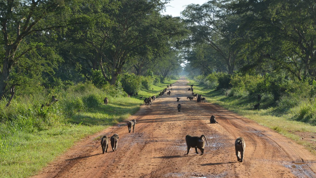 Oeganda Landschap bavianen LB.JPG - Jambo Safari Club