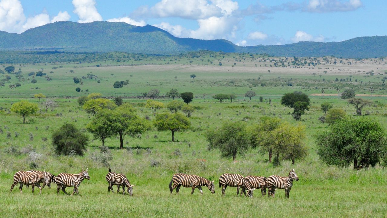 Oeganda Wildlife Landschap Kidepo zebras KS.jpg - Jambo Safari Club