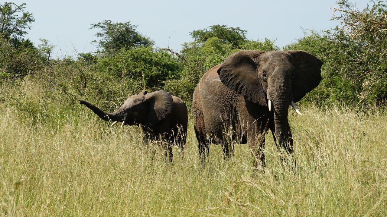 Oeganda Wildlife Murchison Falls olifant met jong JK.JPG - Jambo Safari Club