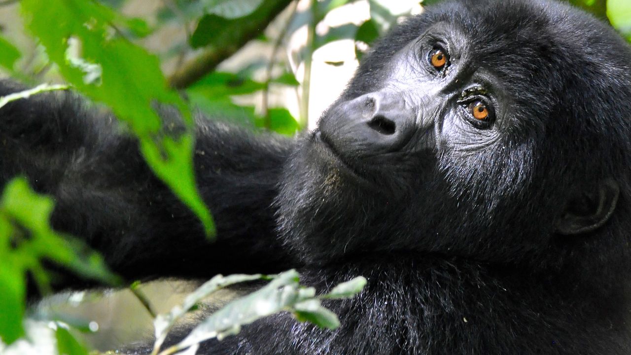 Oeganda Wildlife gorilla KS 9.jpg - Jambo Safari Club