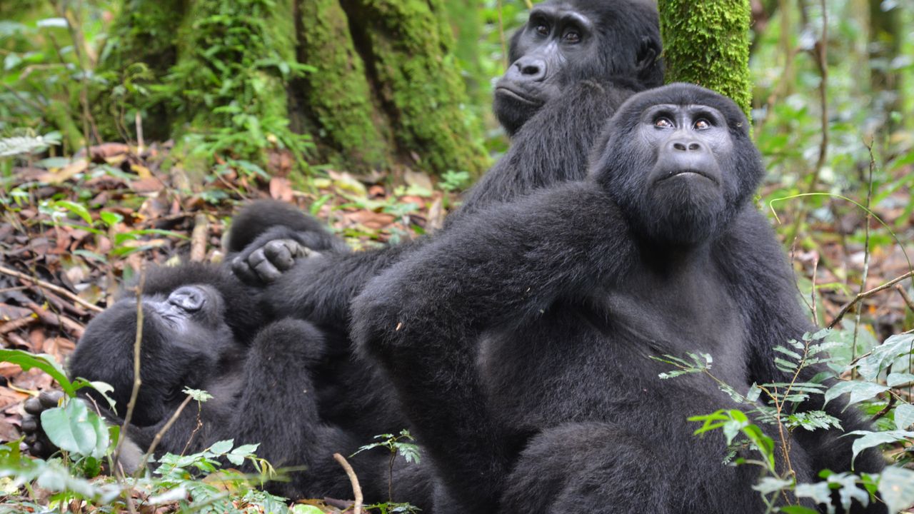 Oeganda Wildlife gorillas LB 10.JPG - Jambo Safari Club