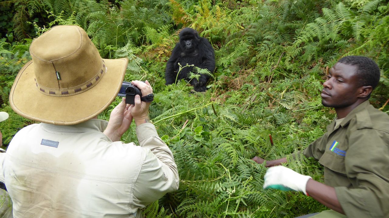 Rwanda Activiteiten Volcanoes National Park Gorilla Tracking KS 5.jpg - Jambo Safari Club