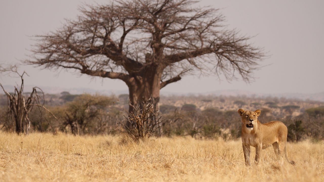 Tanzania Wildlife Landschap Ruaha leeuw CW 1.JPG - Jambo Safari Club