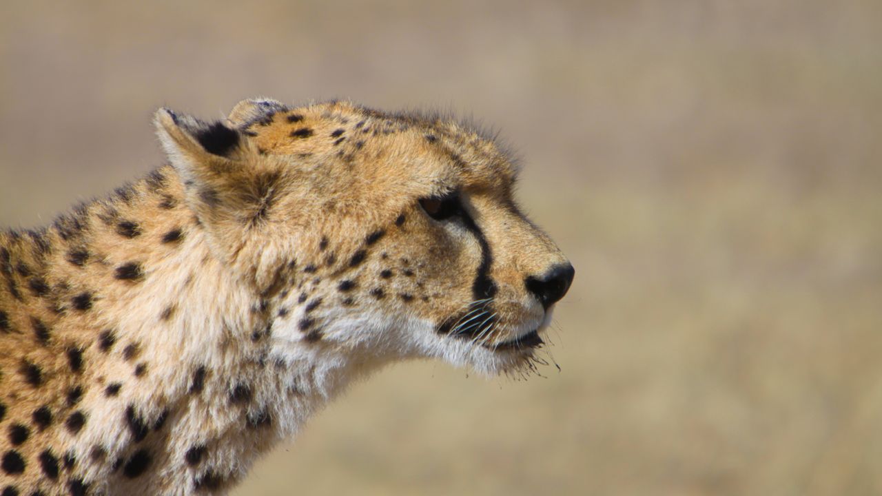 Tanzania Wildlife Ndutu cheeta J 1.jpg - Jambo Safari Club