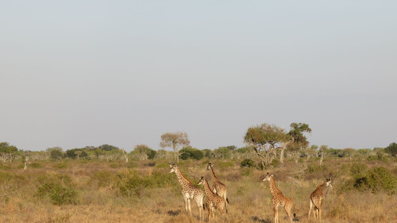 Tanzania Wildlife Selous giraffen MC 1.JPG - Jambo Safari Club
