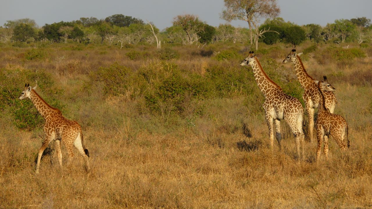 Tanzania Wildlife Selous giraffen MC 3.JPG - Jambo Safari Club