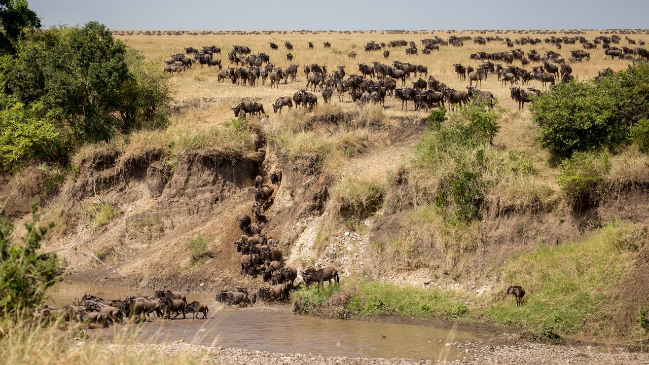 Tanzania Wildlife Serengeti Noord gnoes crossing Mara rivier migratie SH 2.jpg - Jambo Safari Club