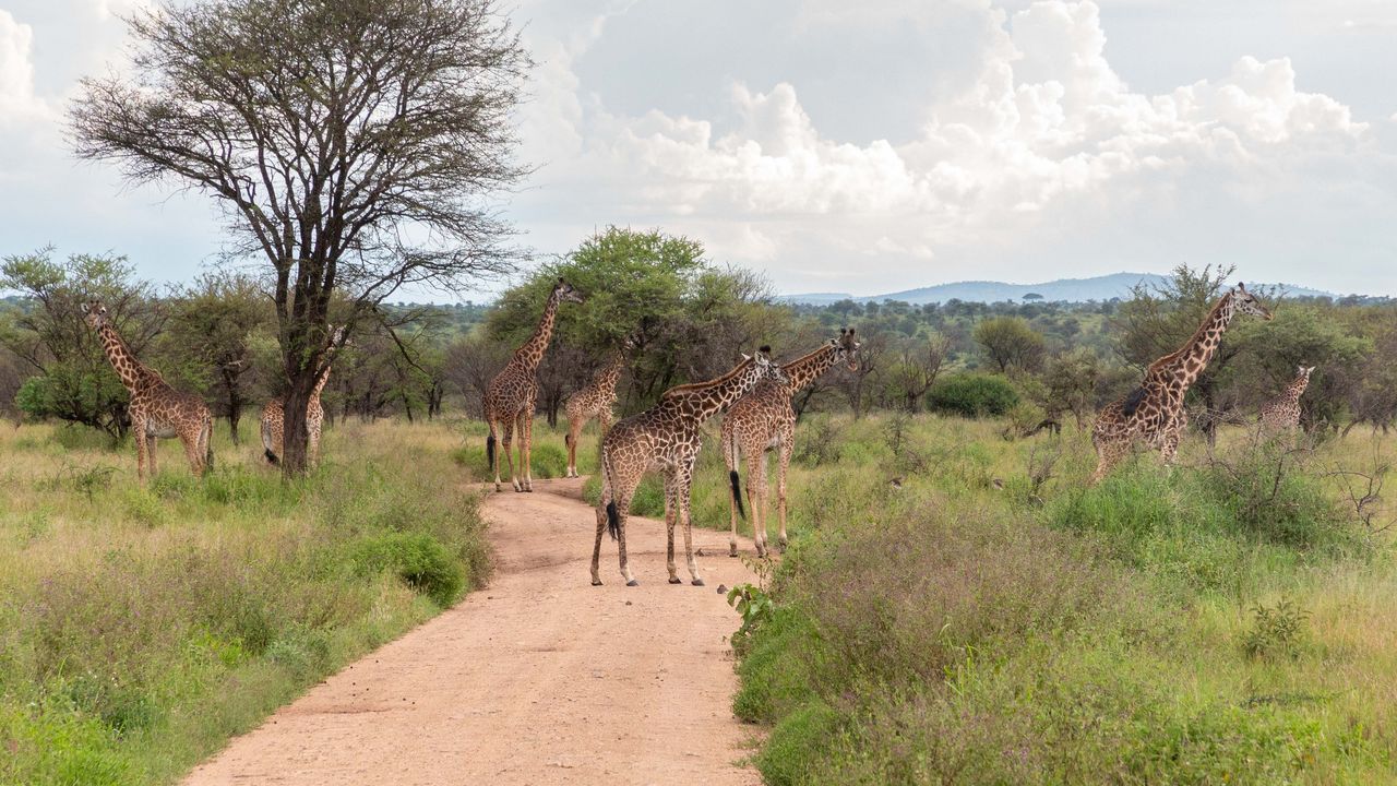 Tanzania Wildlife Serengeti giraffen AZ.jpg - Jambo Safari Club
