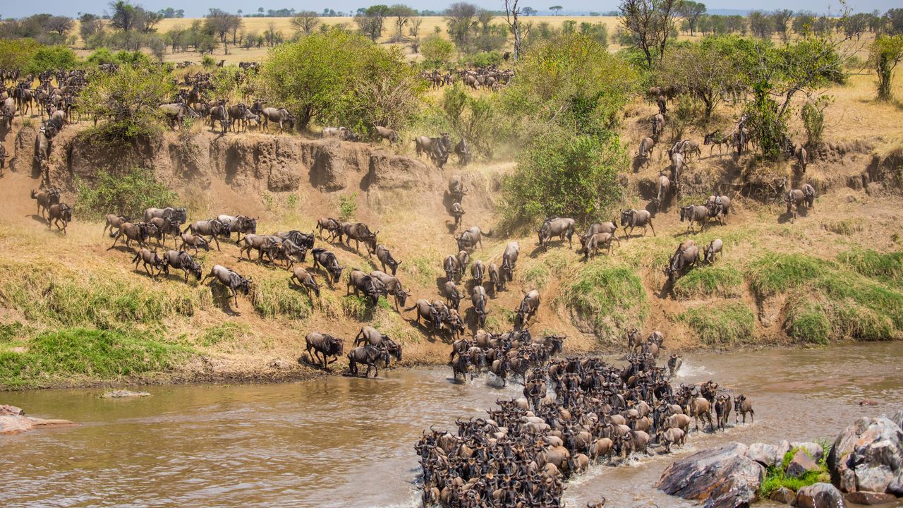 Tanzania Wildlife Serengeti gnoes riviercrossing.jpg - Jambo Safari Club