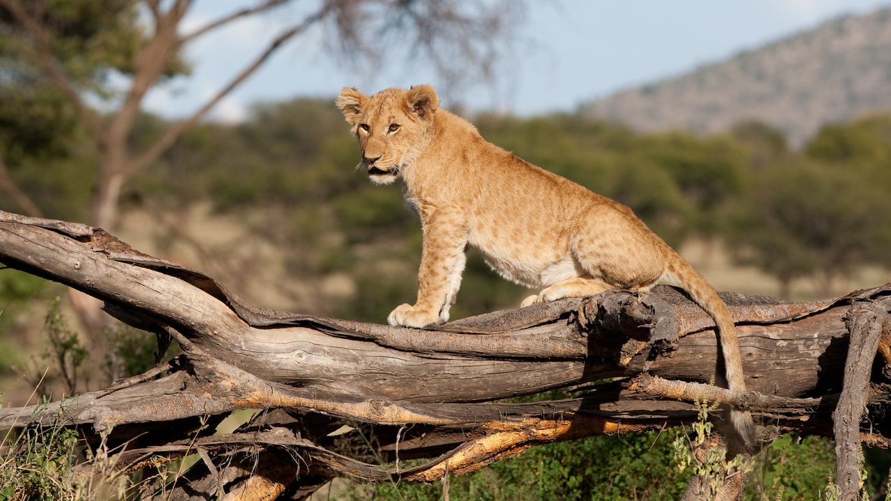 Tanzania Wildlife Serengeti leeuwtje op stronk.jpg - Jambo Safari Club