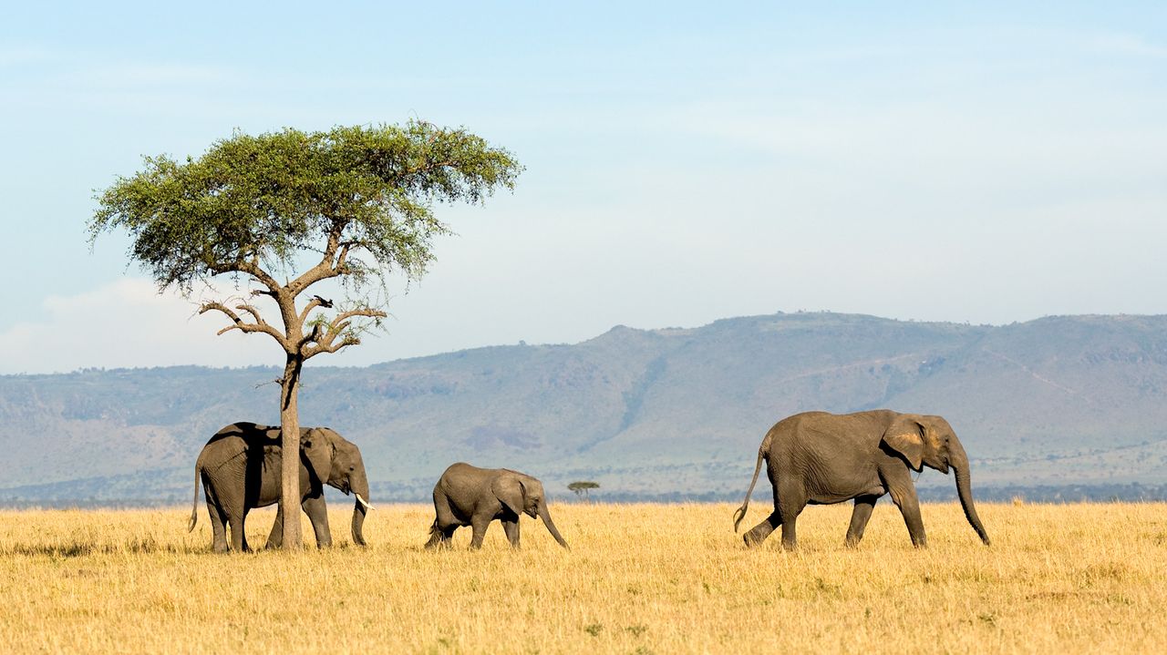Tanzania Wildlife Serengeti olifanten ASC 1.jpg - Jambo Safari Club