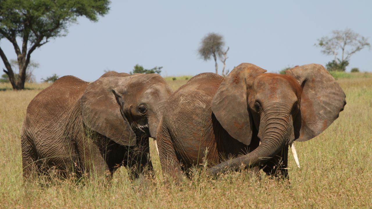 Tanzania Wildlife Tarangire olifanten J 2.JPG - Jambo Safari Club