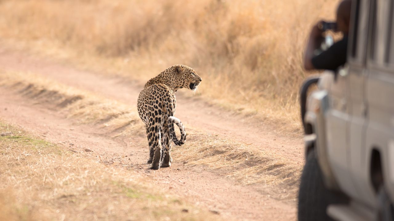 Tanzania Wildlife luipaard voertuig SH.jpg - Jambo Safari Club