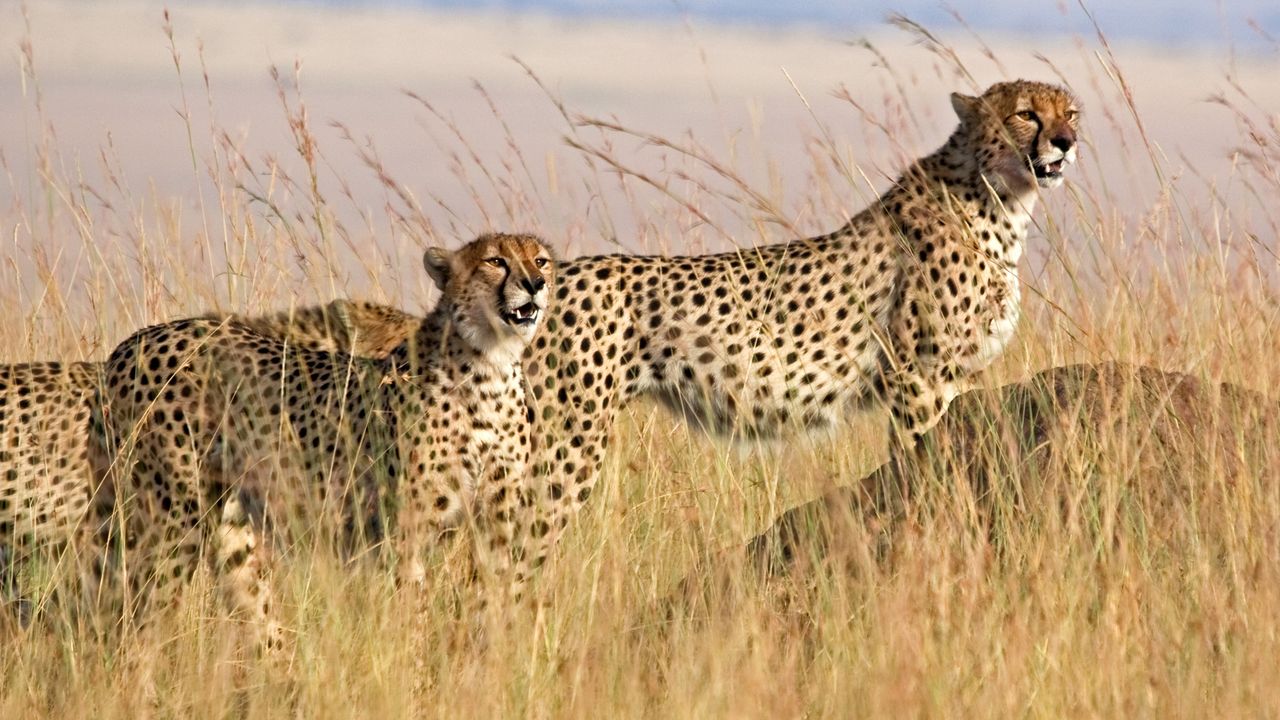 Tanzania wildlife Serengeti cheeta iStock 143176229.jpg - Jambo Safari Club