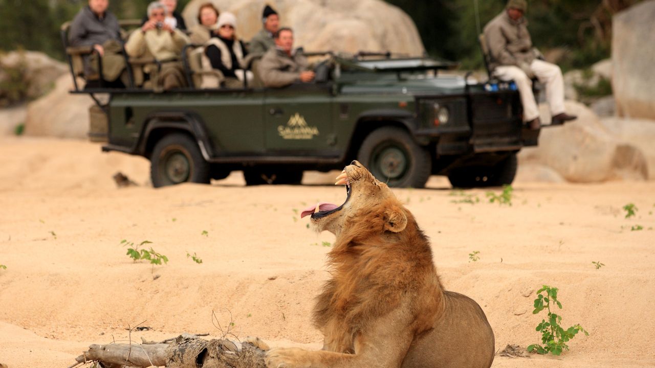 Zuid Afrika Sabi Sand Savanna Game Lodge Activiteit Gamedrive Wildlife Leeuw WE.JPG - Jambo Safari Club