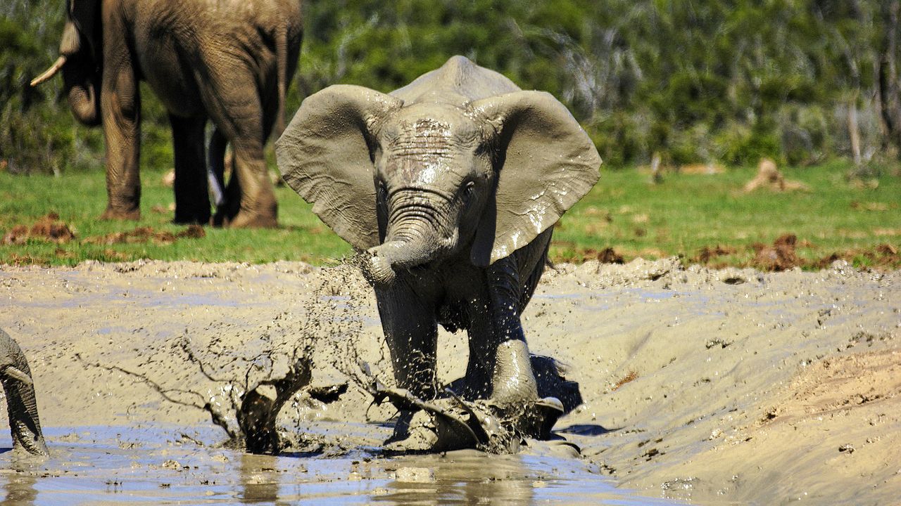 Zuid Afrika Wildlife Addo Olifant 4.jpg - Jambo Safari Club