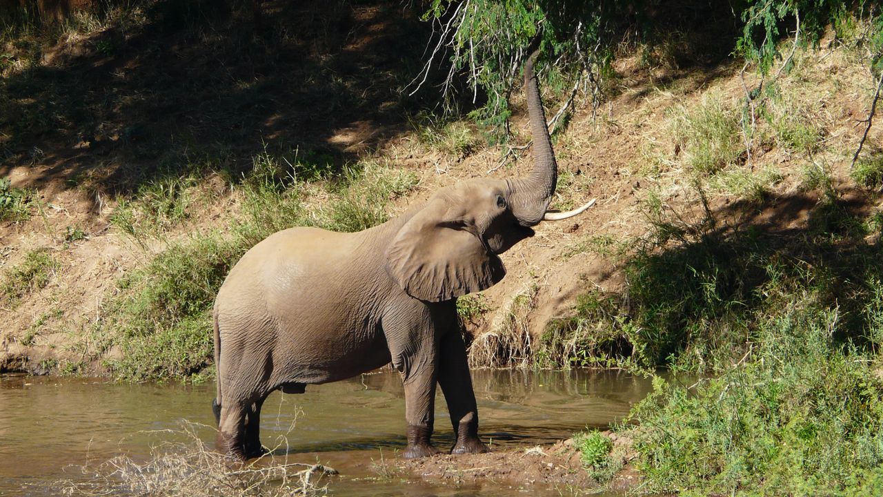 Zuid Afrika Wildlife Kruger Pafuri Olifant K 1.JPG - Jambo Safari Club