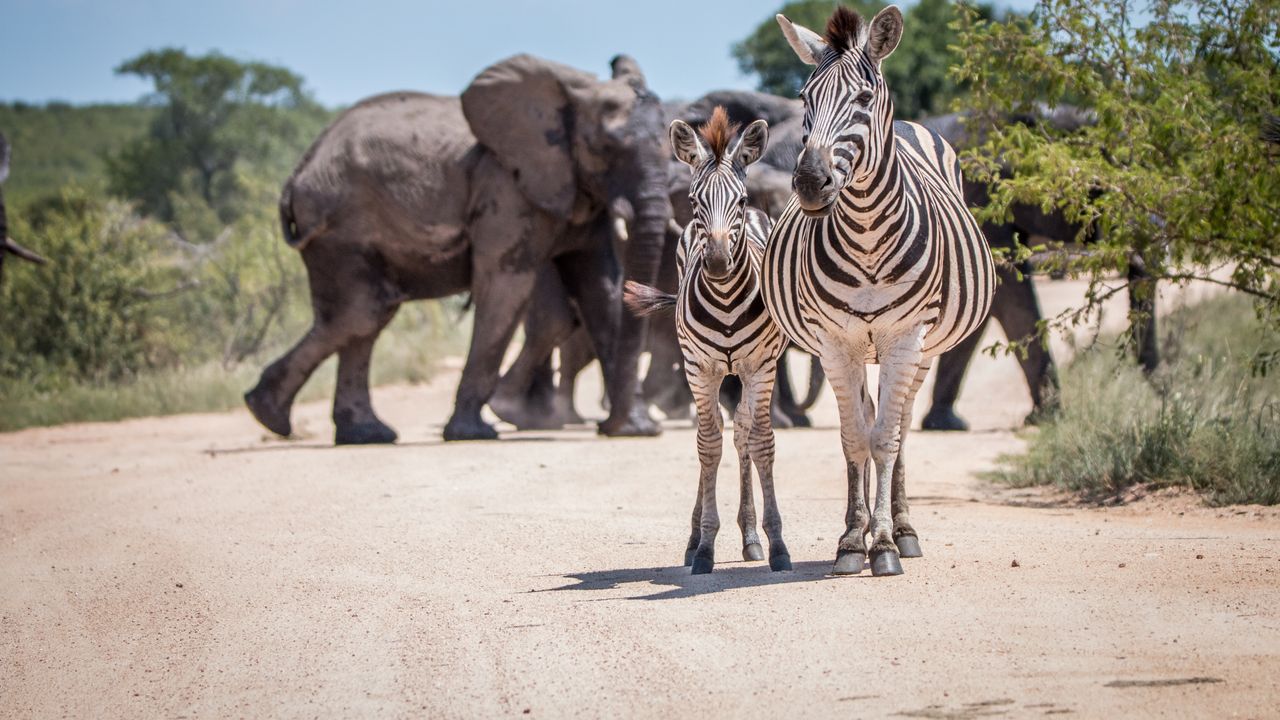 Zuid Afrika Wildlife Mpumalanga Kruger Zebras Olifanten 1.jpg - Jambo Safari Club
