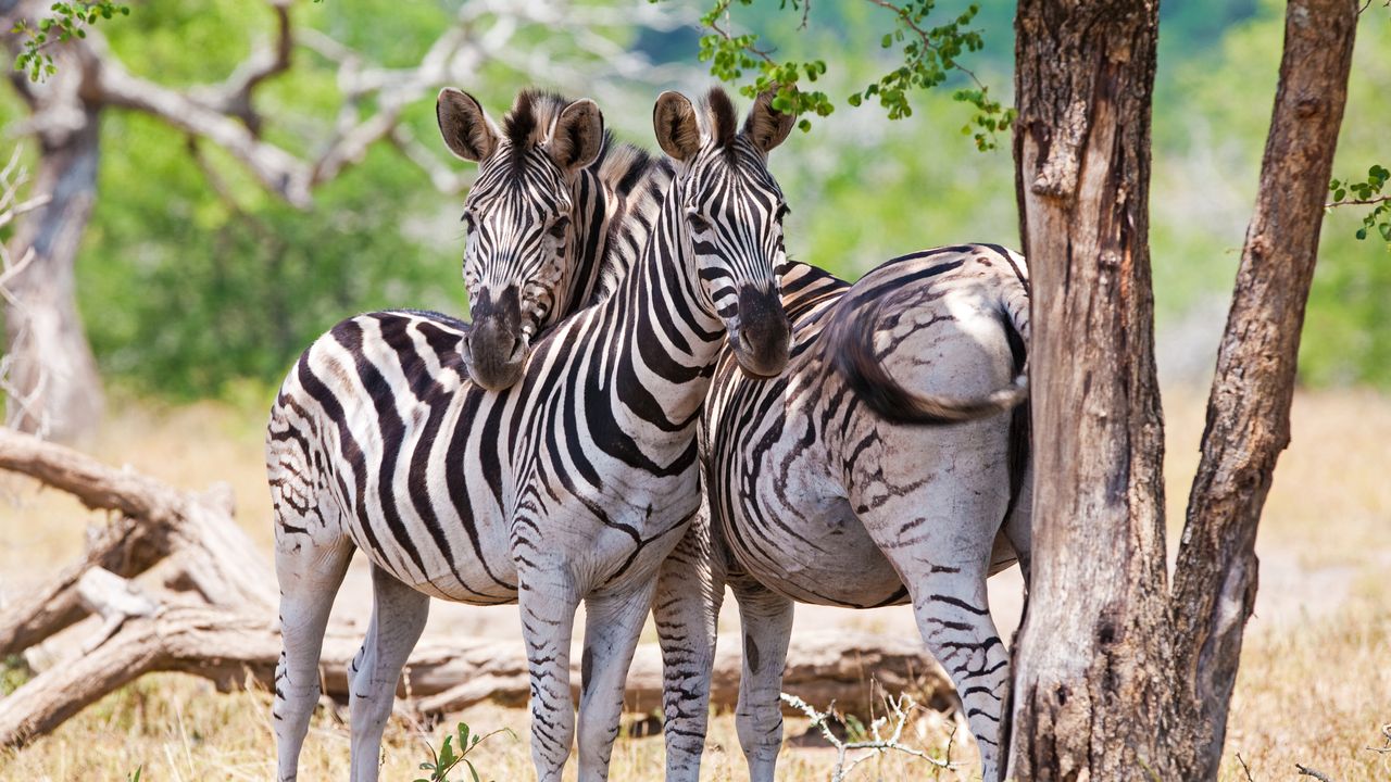 Zuid Afrika Wildlife Zebra 2.jpg - Jambo Safari Club