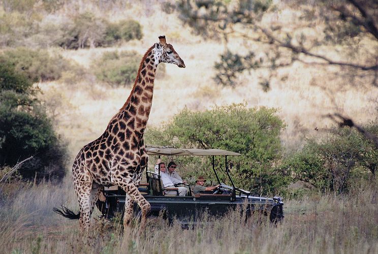 Zuid Afrika Welgevonden Makweti Safari Lodge Activiteit Gamedrive Giraffe WE.jpg - Jambo Safari Club