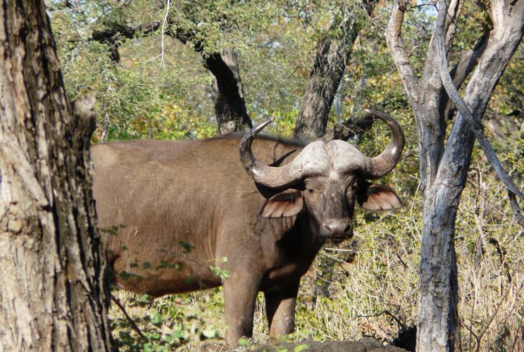 Zuid Afrika Wildlife Kruger Buffel K 1.JPG - Jambo Safari Club