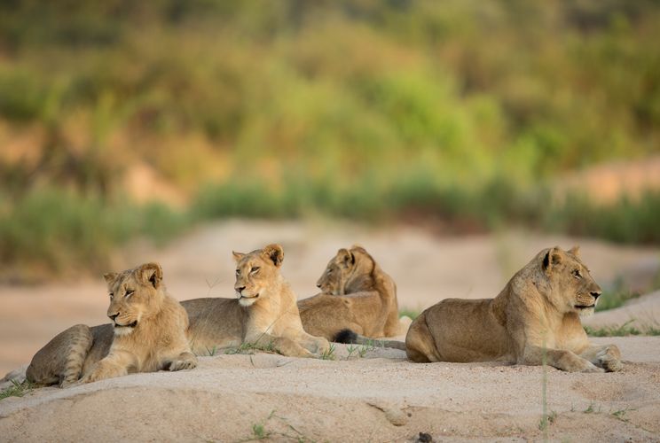 Zuid Afrika Wildlife Kruger Leeuw SH 378854347.jpg - Jambo Safari Club