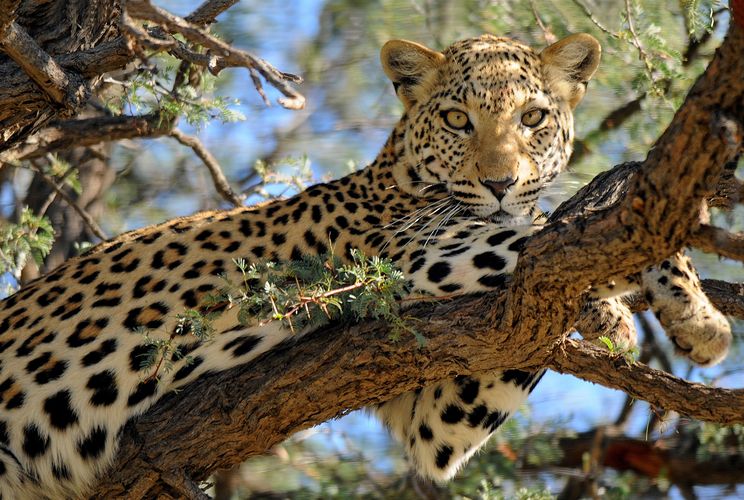 Zuid Afrika Wildlife Kruger Luipaard 1.jpg - Jambo Safari Club