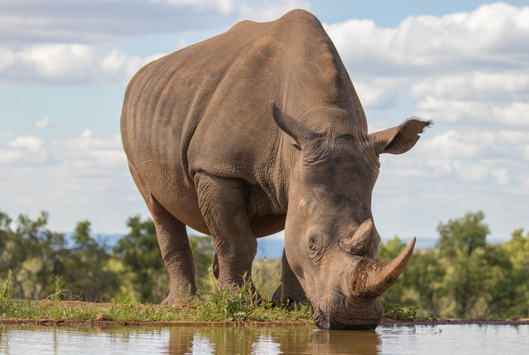 Zuid Afrika Wildlife Neushoorn SH 1046907163.jpg - Jambo Safari Club