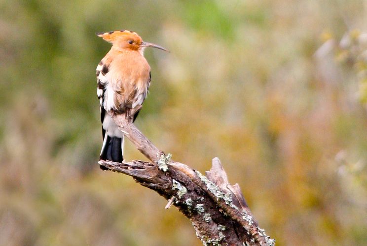 Zuid Afrika Wildlife Vogels Hoepoe JV 1.jpg - Jambo Safari Club
