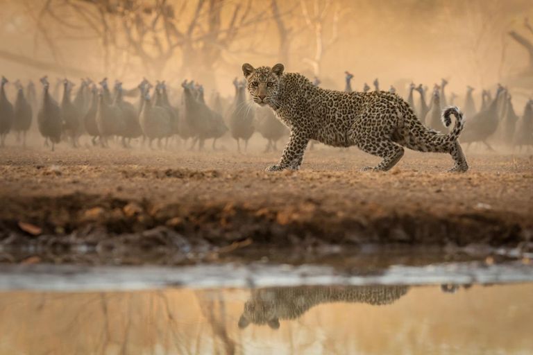 Botswana Mashatu Mashatu Tent Camp Wildlife Luipaard WS.jpg - Jambo Safari Club