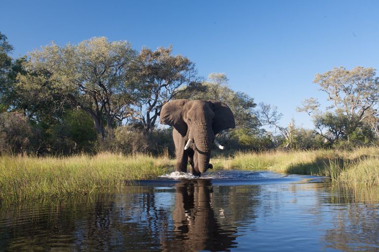 Botswana Wildlife Okavango Delta olifant.jpg - Jambo Safari Club