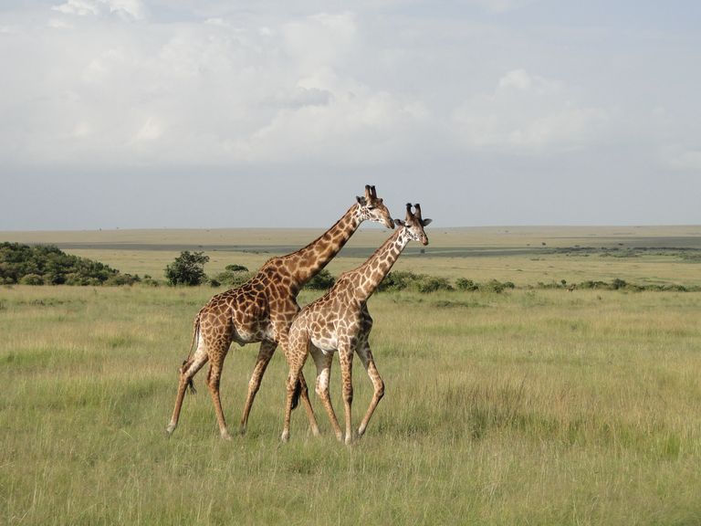 Kenia Wildlife Masai Mara giraffen MC 1.JPG - Jambo Safari Club
