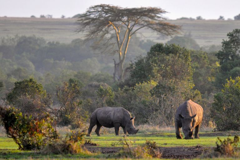 Kenia Wildlife Ol Pejeta neushoorns KS.jpg - Jambo Safari Club