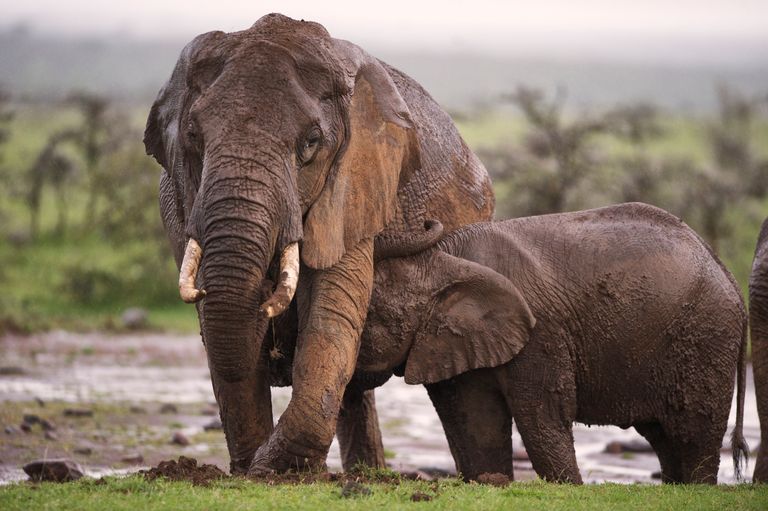 Kenia Wildlife Ol Pejeta olifanten OPB.jpg - Jambo Safari Club