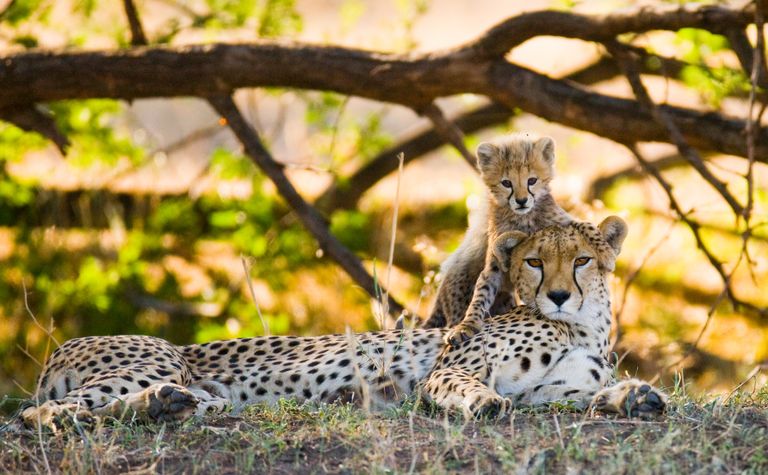 Kenia Wildlife cheeta met jong SH 2.jpg - Jambo Safari Club