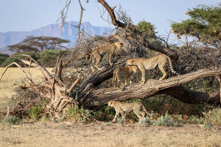Kenia Wildlife cheetas op omgevallen boom SS.jpg - Jambo Safari Club