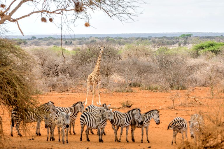Kenia Wildlife zebra giraf iStock 586712546.jpg - Jambo Safari Club