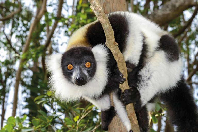 Madagaskar Wildlife lemuur vari SH 6.jpg - Jambo Safari Club