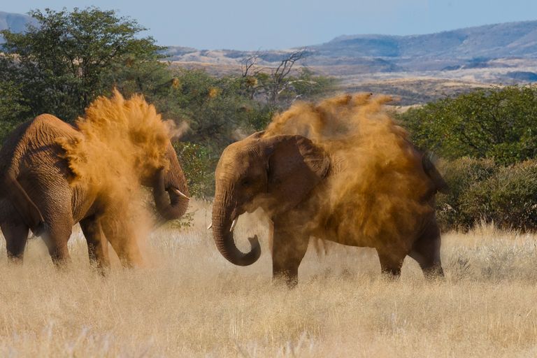 Namibie Wildlife Damaraland Olifanten 1.jpg - Jambo Safari Club