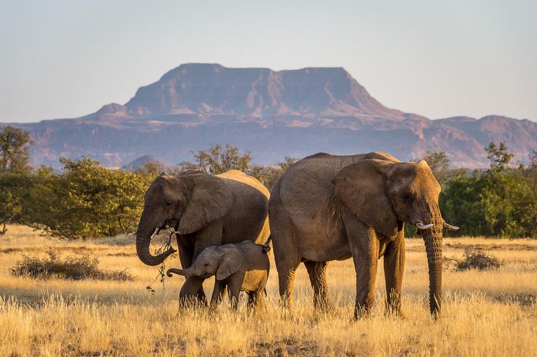 Namibie Wildlife Damaraland Olifanten met jong 1.jpg - Jambo Safari Club