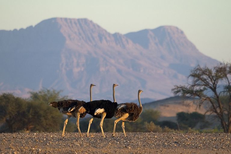 Namibie Wildlife Damaraland Vogels Struisvogels.jpg - Jambo Safari Club