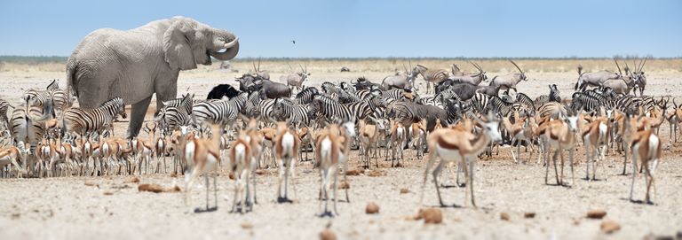 Namibie Wildlife Etosha Zebras Springbokken Olifant Gnoes 1251704059 SH.jpg - Jambo Safari Club