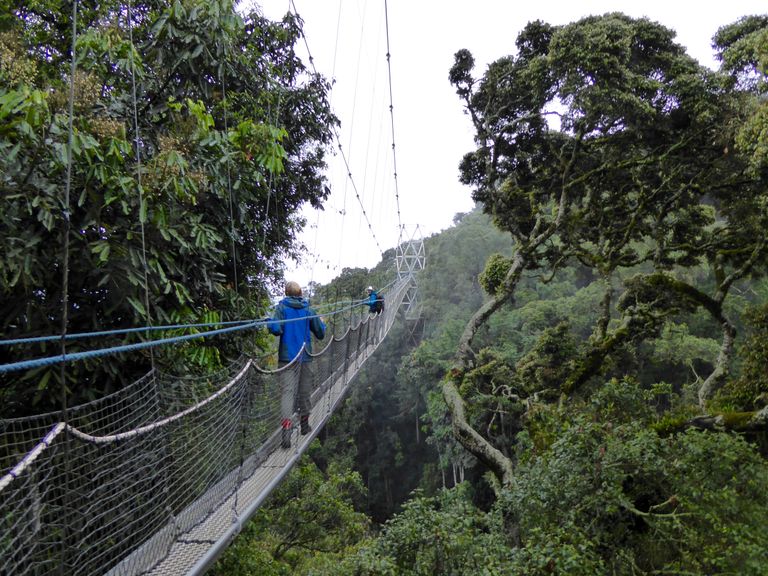 Rwanda Activiteiten Nyungwe Forest canopy walkway KS 2.jpg - Jambo Safari Club