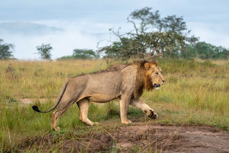 Rwanda Wildlife Akagera leeuw WS 2.jpg - Jambo Safari Club