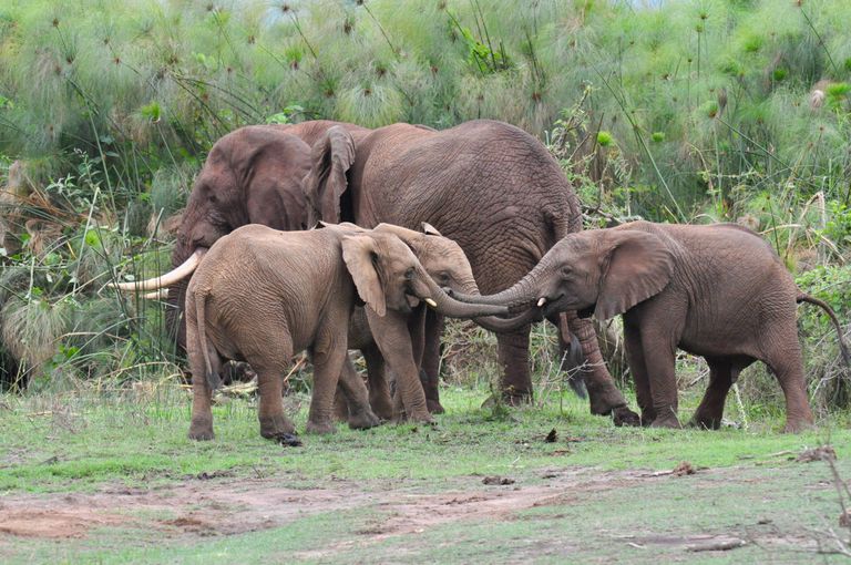 Rwanda Wildlife Akagera olifanten KS 4.jpg - Jambo Safari Club