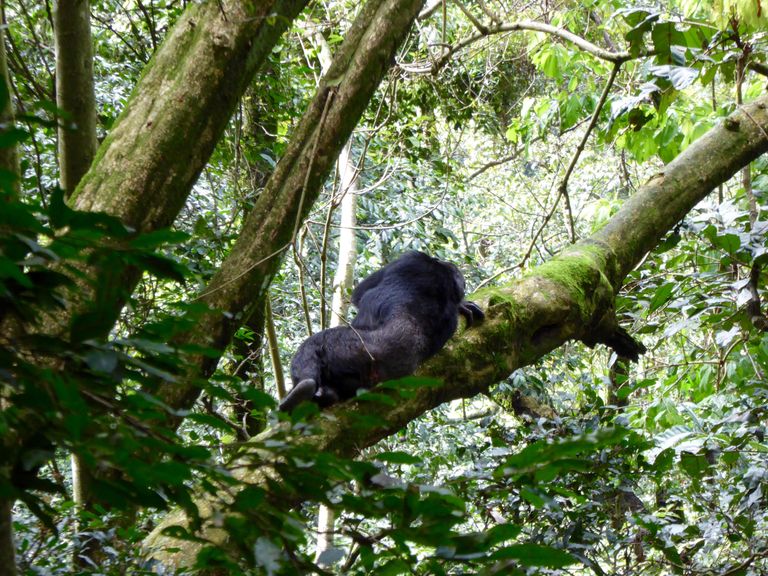 Rwanda Wildlife Nyungwe Forest chimpansee KS 6.jpg - Jambo Safari Club